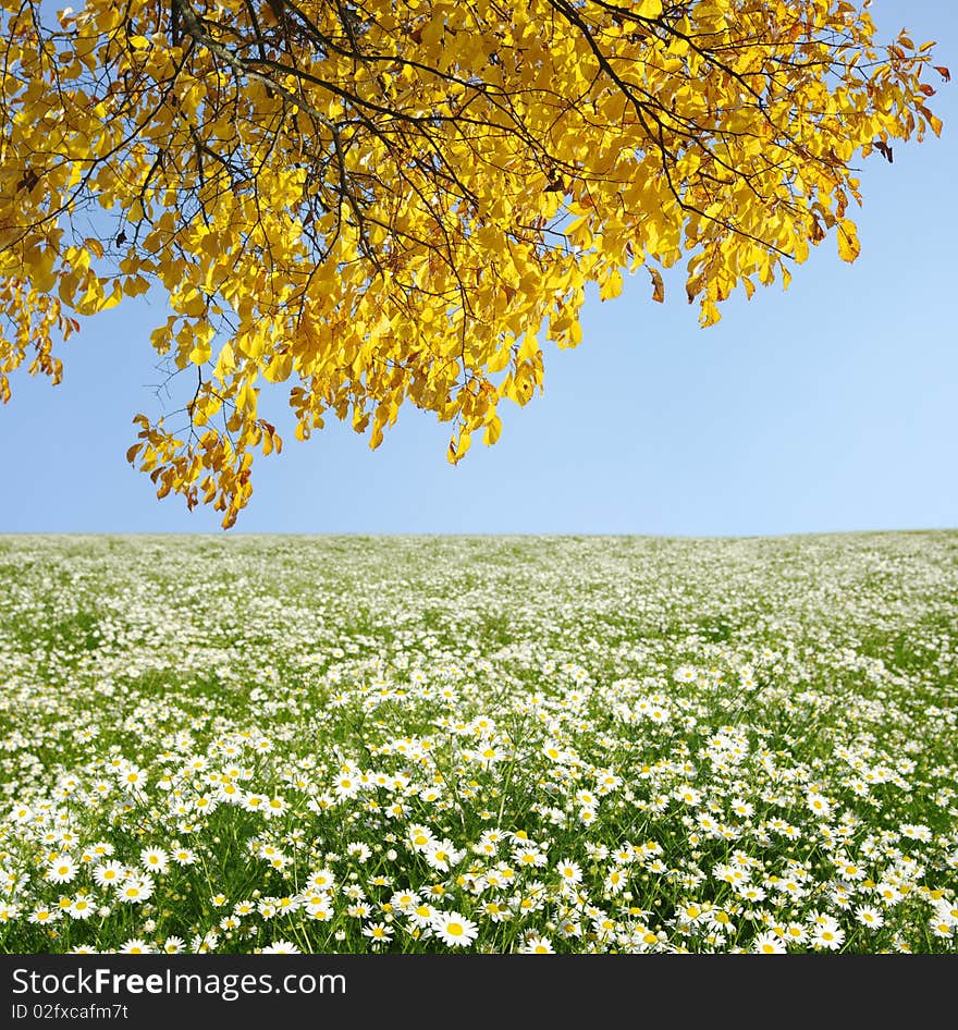 Autumn tree on the field