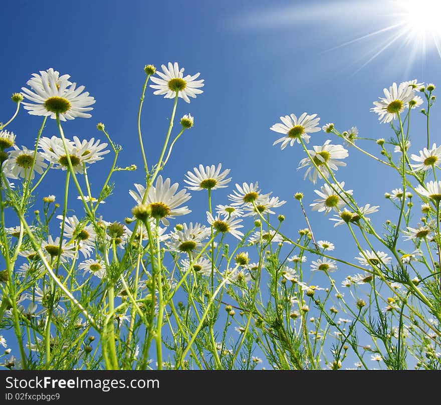 Beautiful white chamomiles on a sky