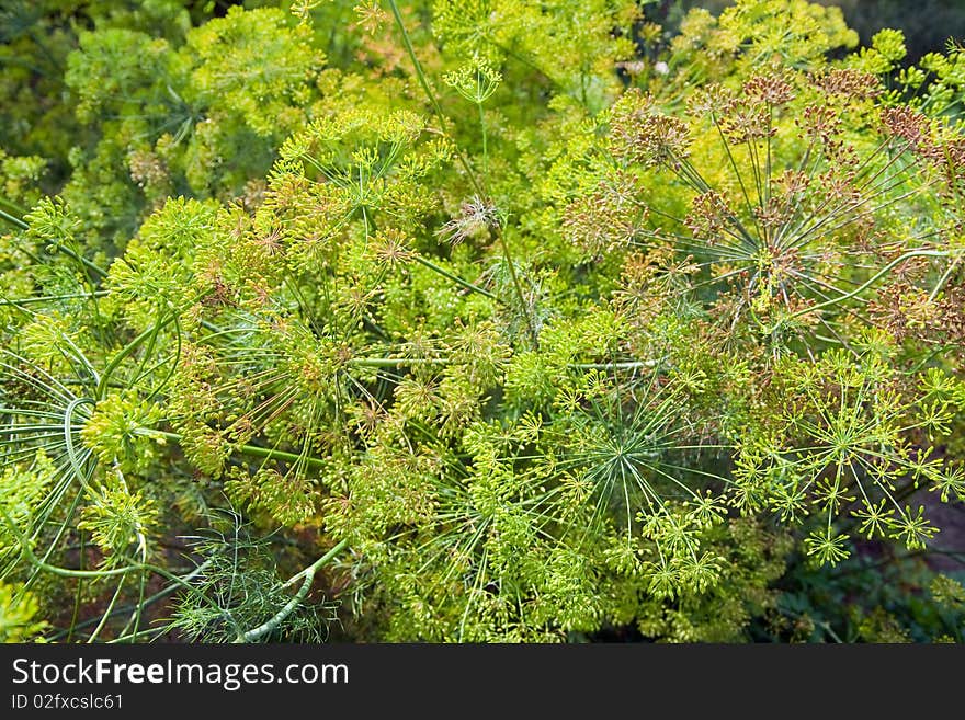 Blooming fennel in a garden