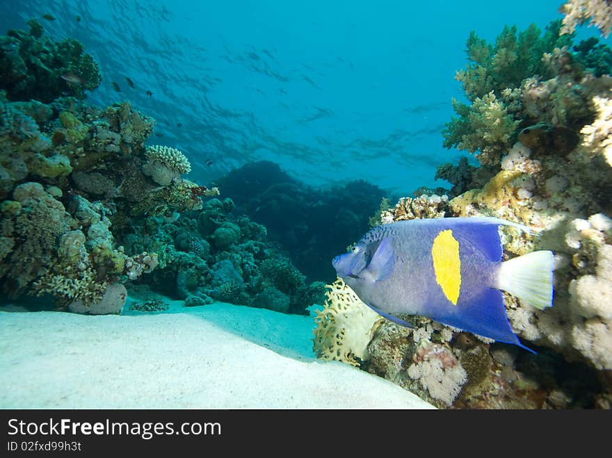 Yellowbar angelfish