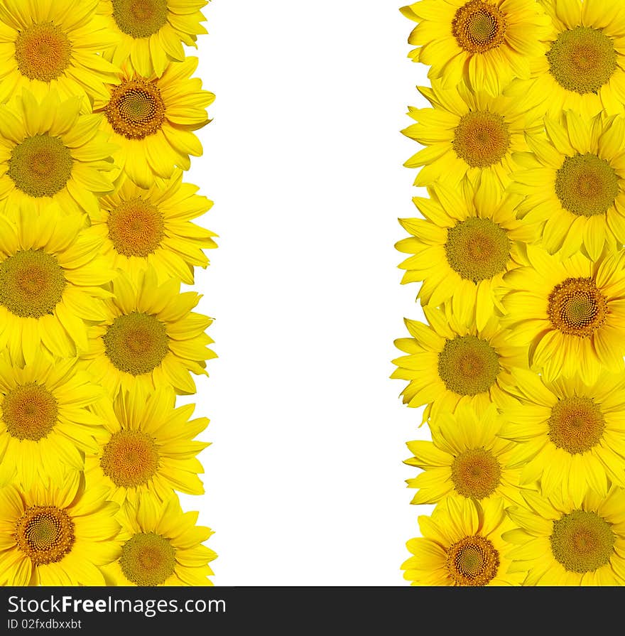 Sunflowers Isolated