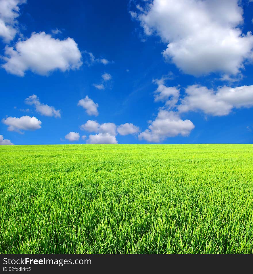 Field -green grass, the blue sky and white clouds. Field -green grass, the blue sky and white clouds