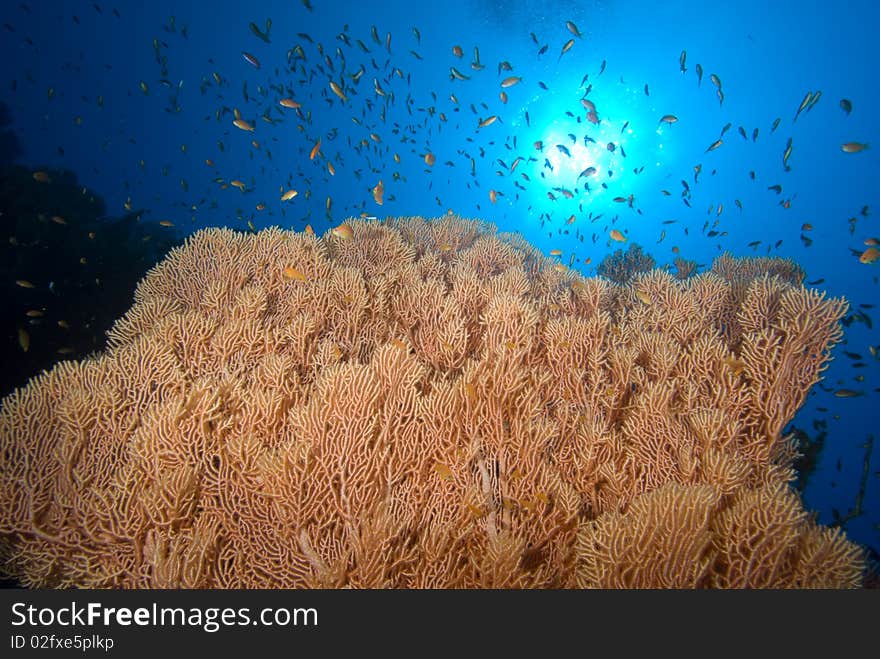 Soft coral sea fan with blue background