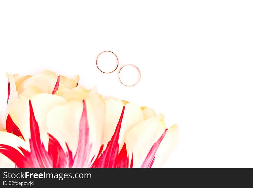 Yellow tulips with wedding rings isolated on white. Yellow tulips with wedding rings isolated on white