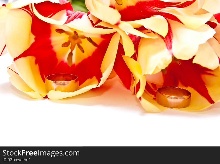 Two gold rings in tulip isolated on white. Two gold rings in tulip isolated on white