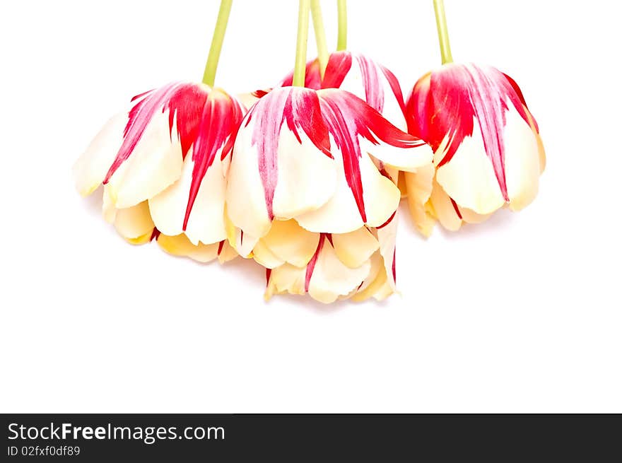 Red with yellow tulips isolated on white background