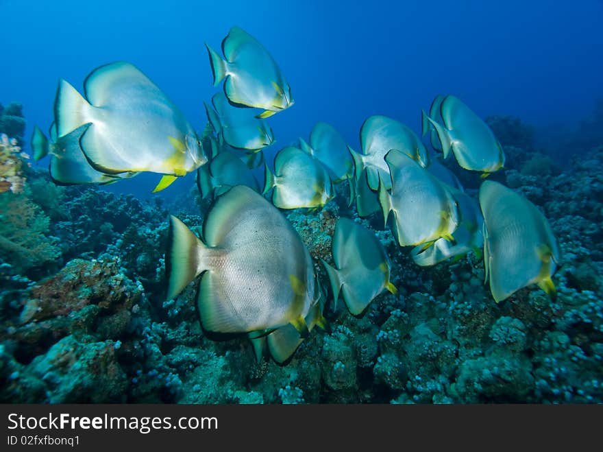A small shoal of Circular batfish (Platax orbicularis) over a coral reef. Red Sea, Egypt.