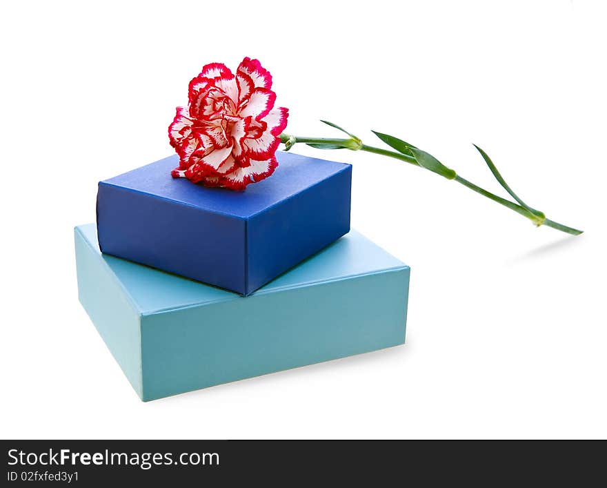 Carnation and blue gift box isolated on white with clipping path