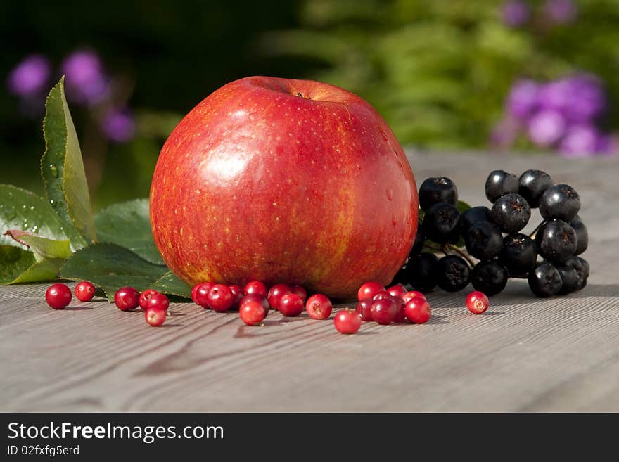 The red apple and aronia melanocarpa. The red apple and aronia melanocarpa