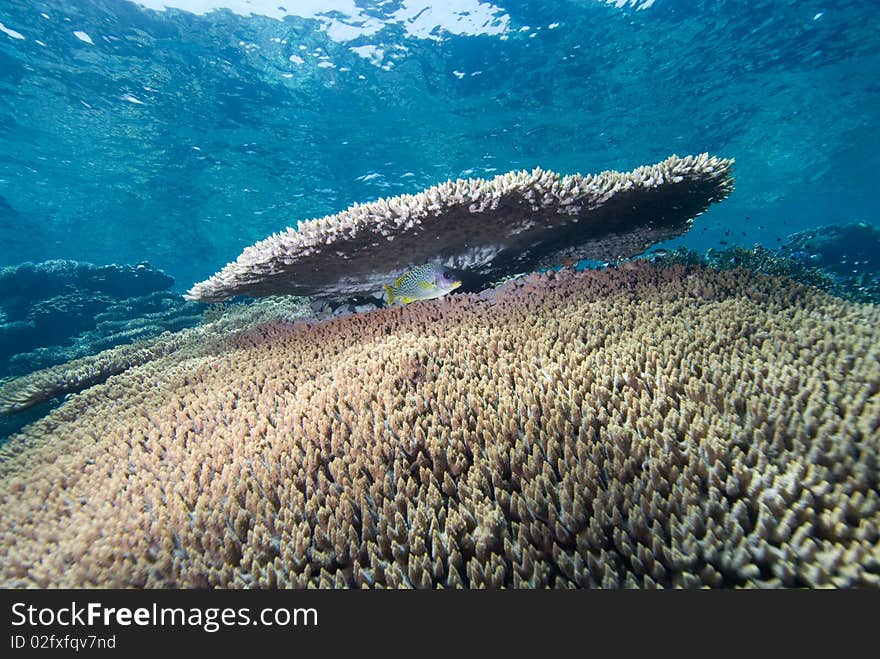 Tropical Coral Sea