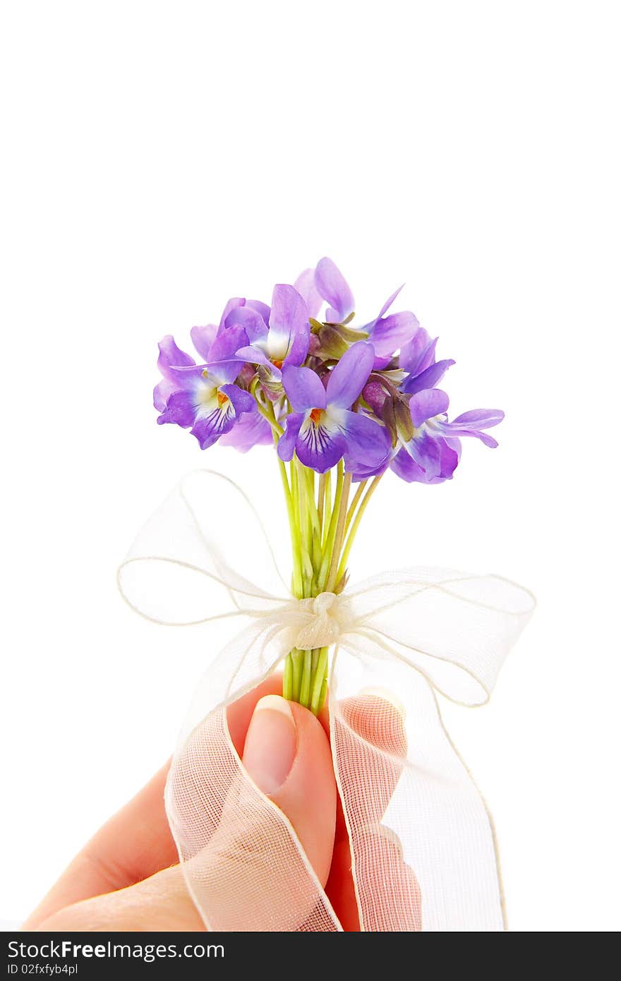 Bunch of viola flower isolated on white