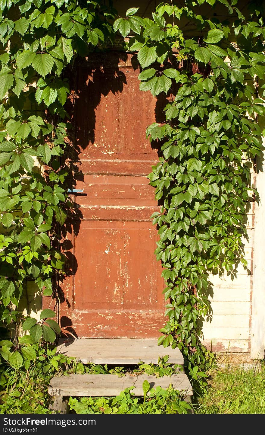 The old door twined an ivy at sunny day