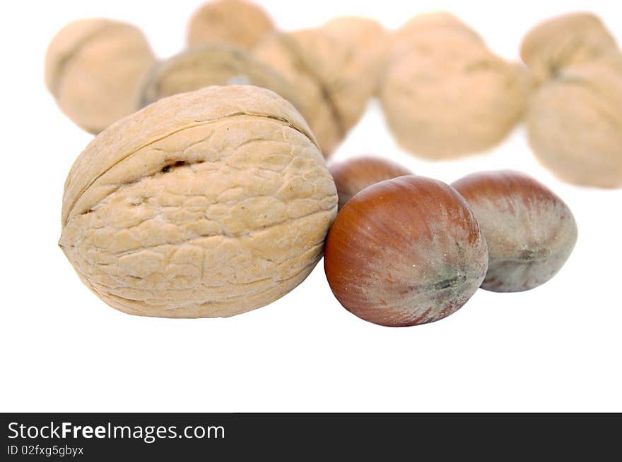 Walnut and hazelnut on a white background. Walnut and hazelnut on a white background