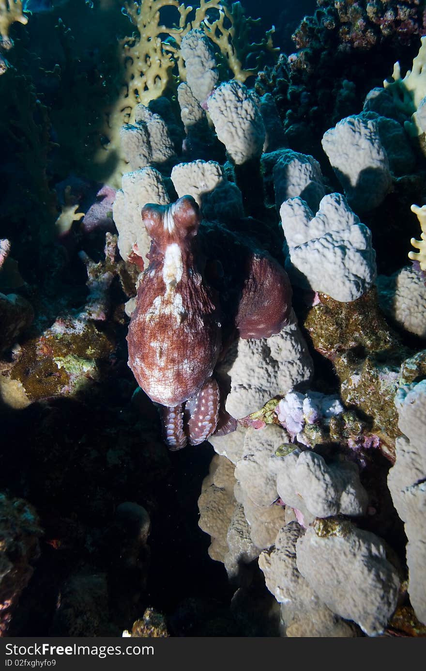 Common Reef Octopus on hard coral reef. Red sea, Egypt. Common Reef Octopus on hard coral reef. Red sea, Egypt