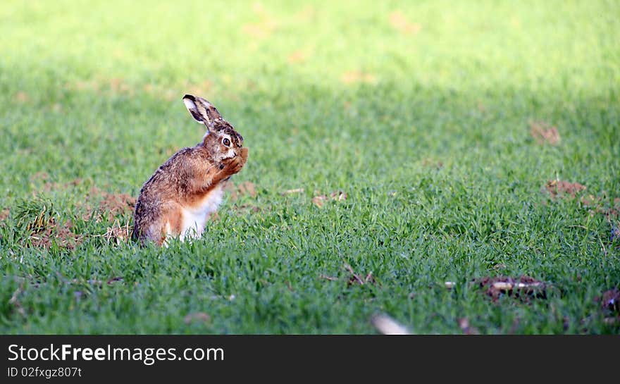 European hare