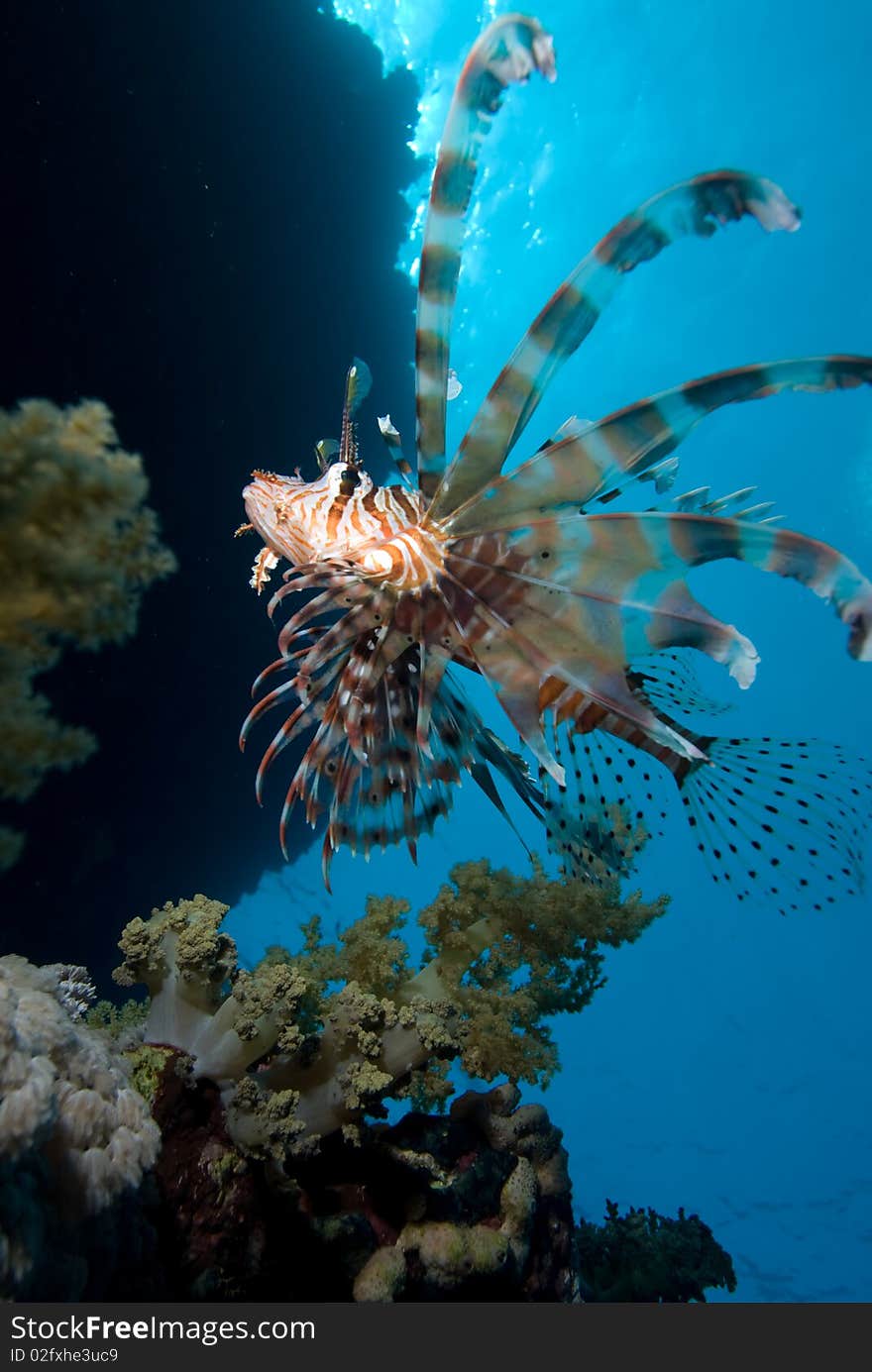 Common lionfish (Pterois miles), low wide angle view  of one adult over coral reef. Gulf of Aqaba, Red Sea, Egypt. Common lionfish (Pterois miles), low wide angle view  of one adult over coral reef. Gulf of Aqaba, Red Sea, Egypt.