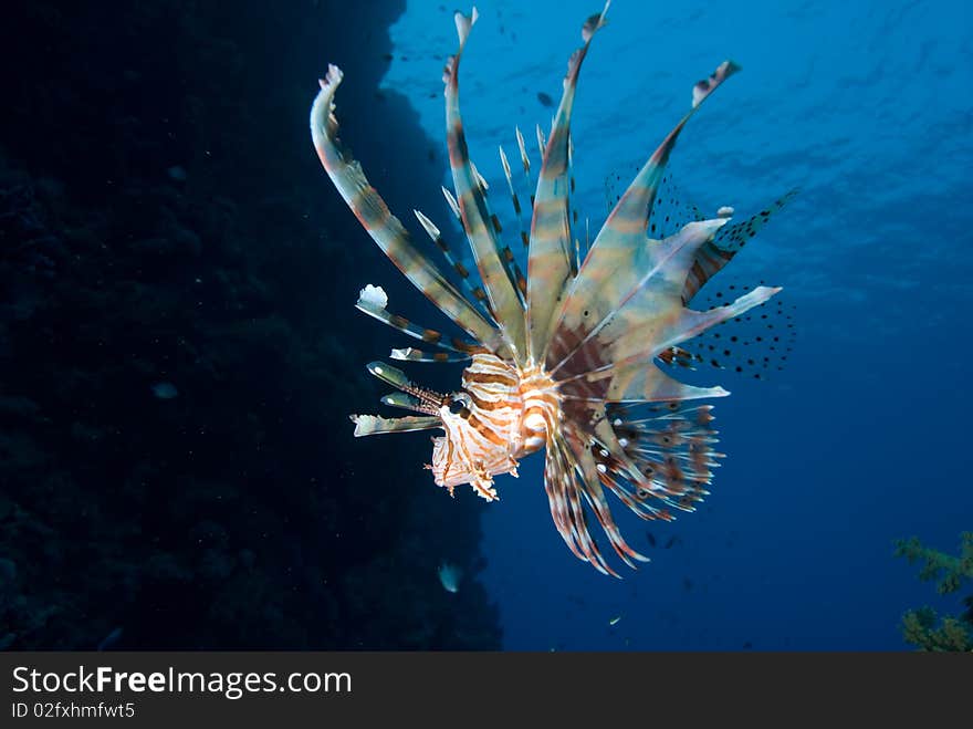 Common lionfish (Pterois miles), low wide angle view of one adult over coral reef. Gulf of Aqaba, Red Sea, Egypt. Common lionfish (Pterois miles), low wide angle view of one adult over coral reef. Gulf of Aqaba, Red Sea, Egypt.