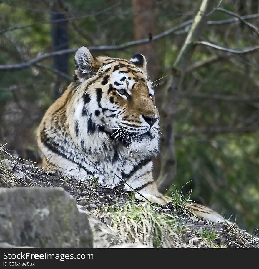 Siberian tiger. Latin name - Panthera tigris altaica. Siberian tiger. Latin name - Panthera tigris altaica