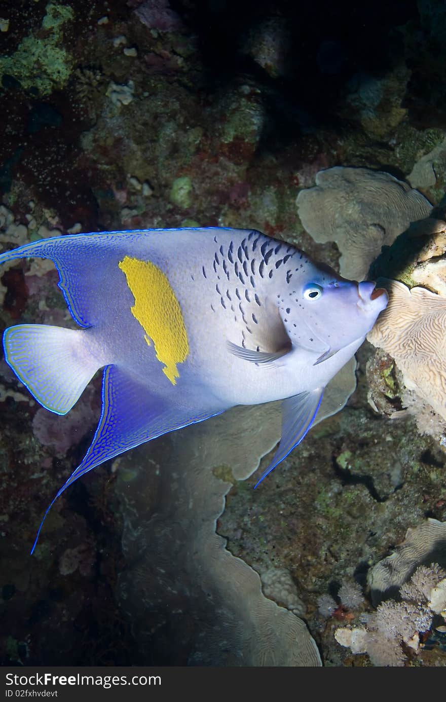 Yellowbar angelfish