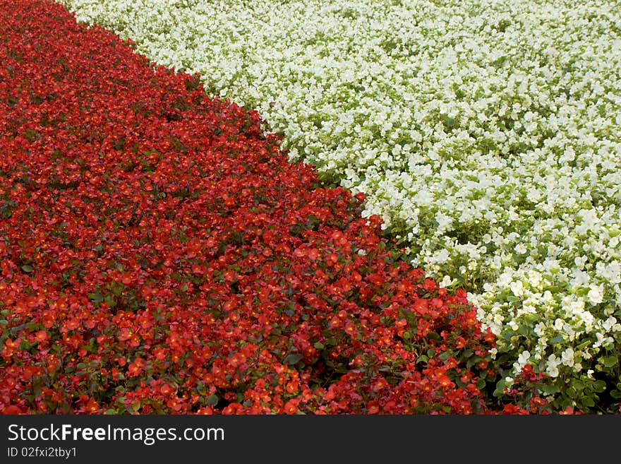 Flower bed with flowers