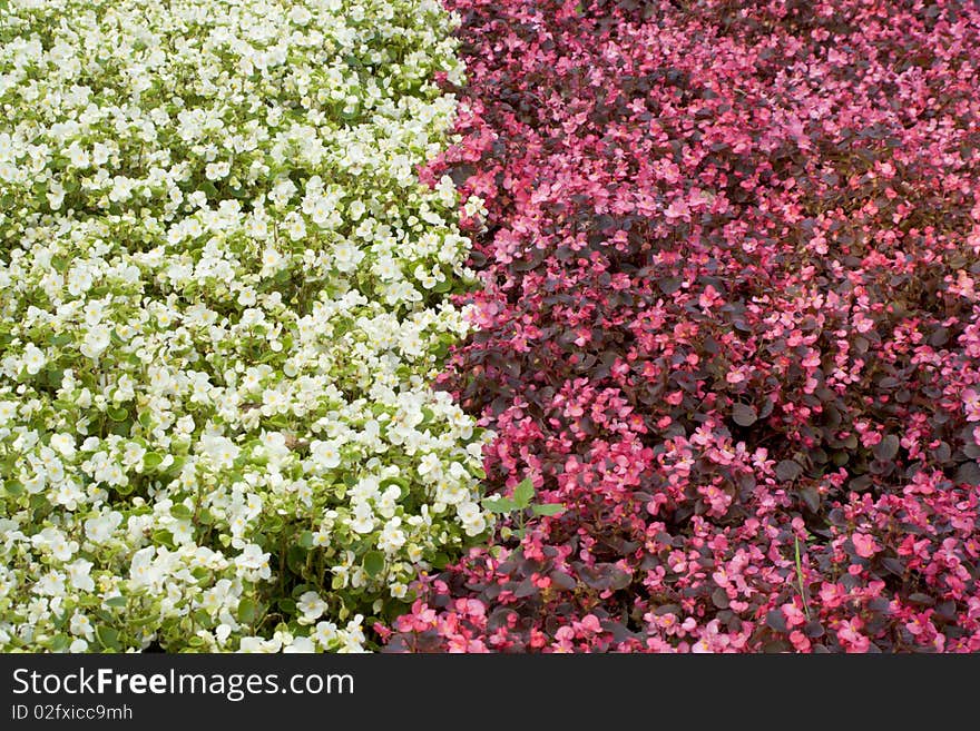 Flower bed with flowers