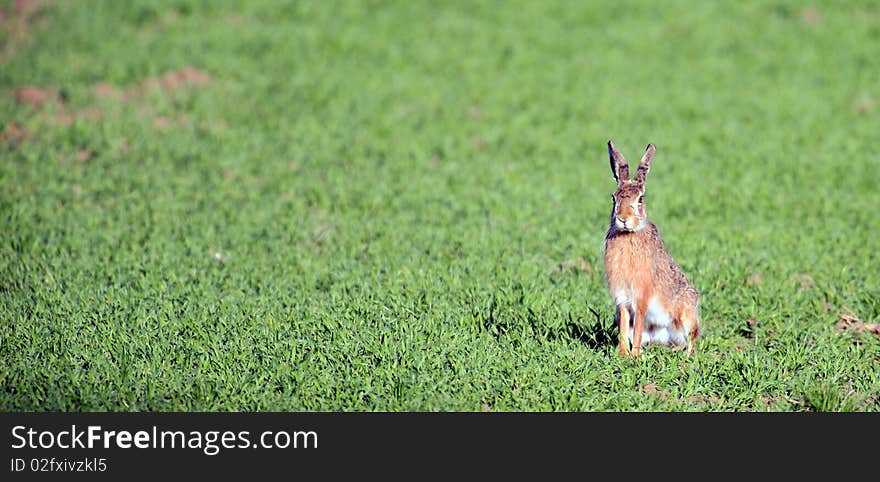 European hare