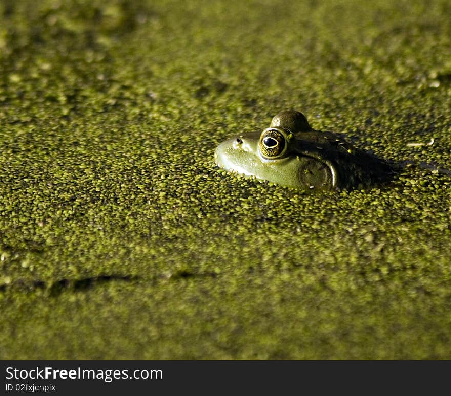 Closeup of a green frog