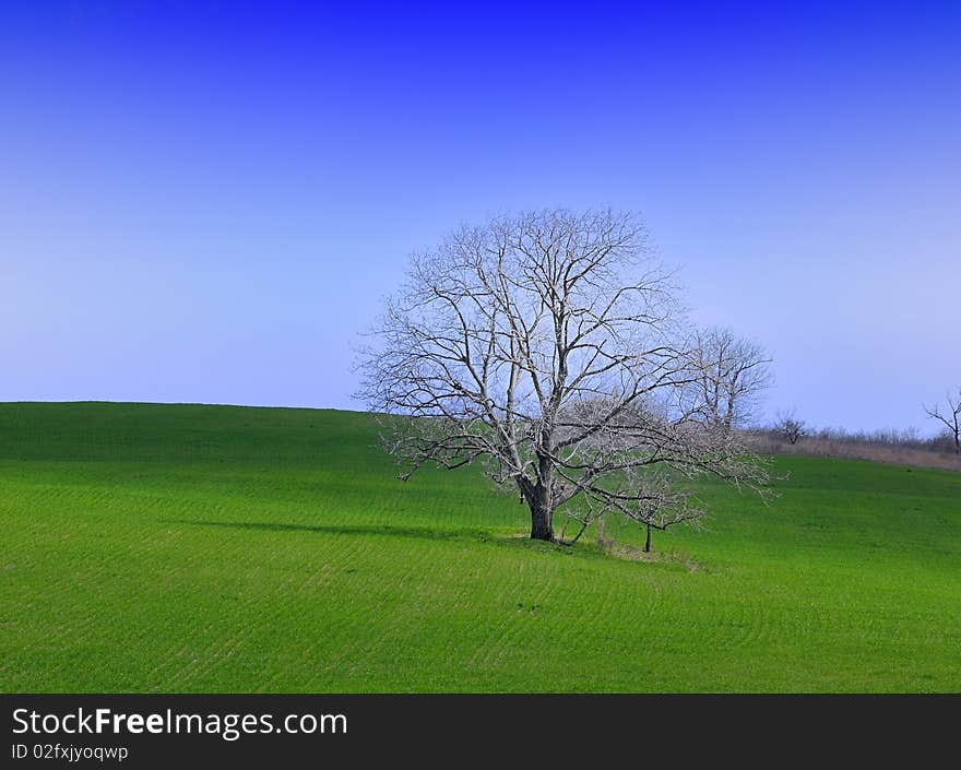 Green grass and lonely tree