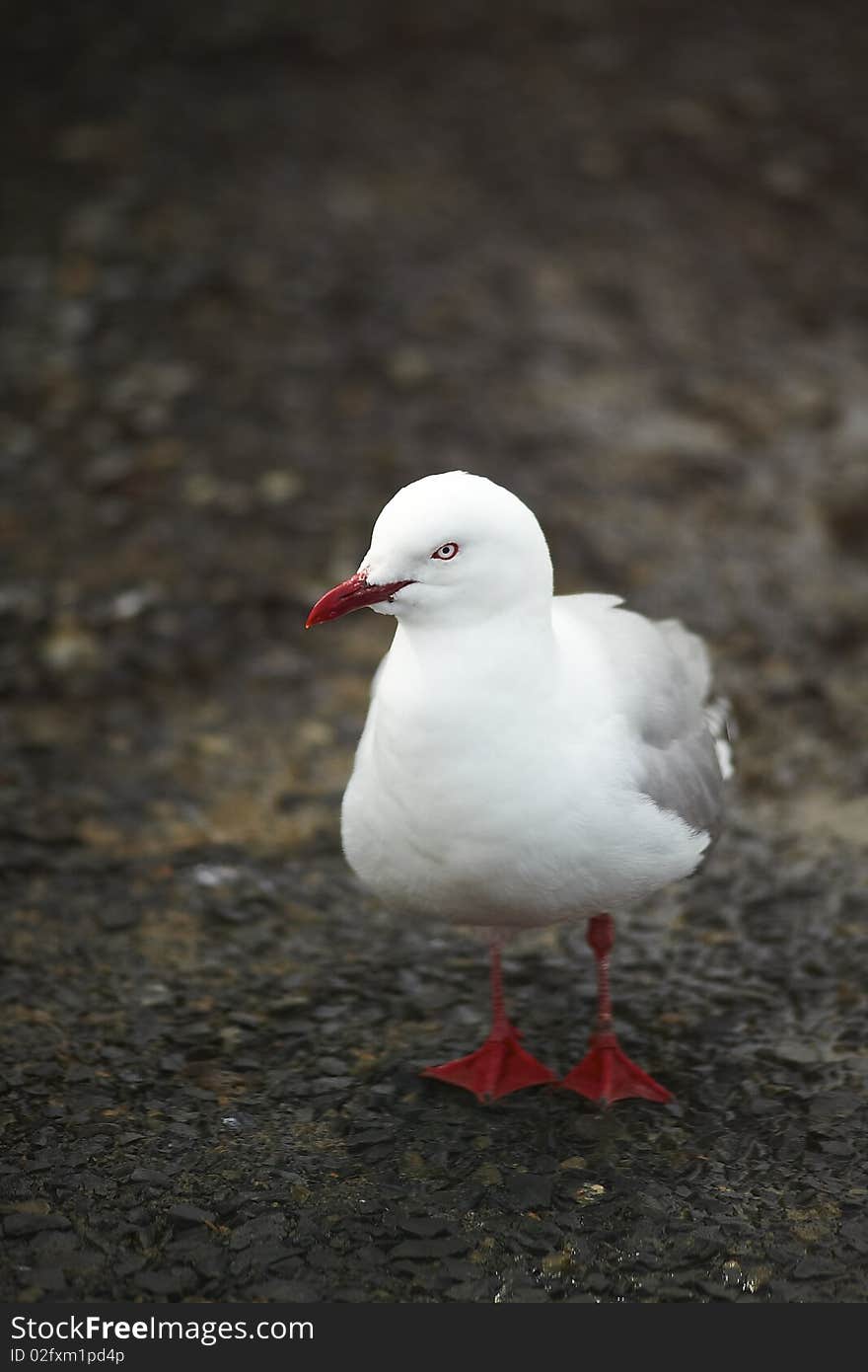 White seagull standing alone in the dirt. White seagull standing alone in the dirt.