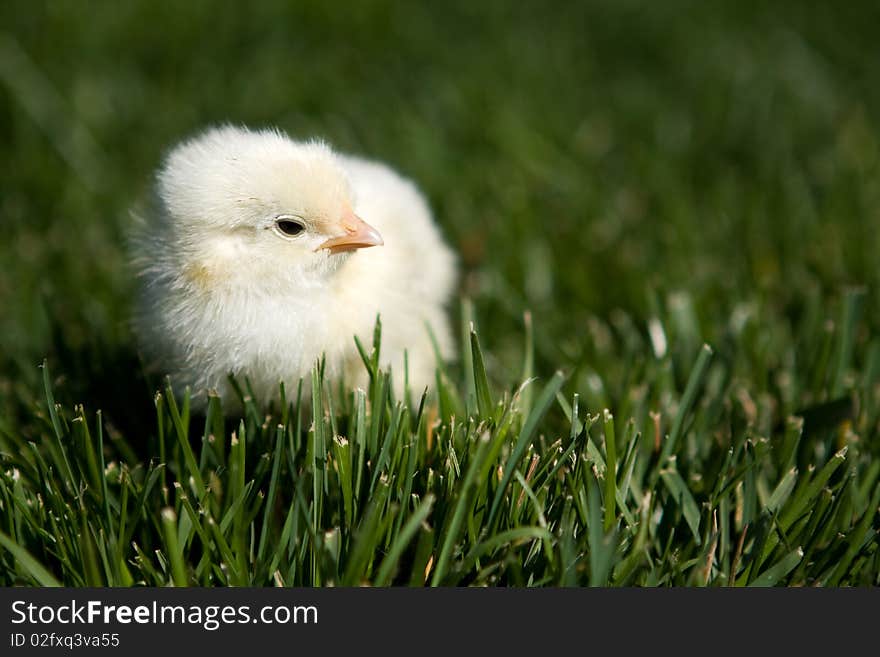 A little yellow chick walks on across a green lawn before Easter Day. A little yellow chick walks on across a green lawn before Easter Day.