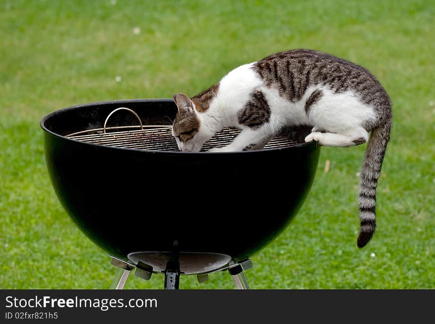 A hungry cat sitting on a barbecue grill