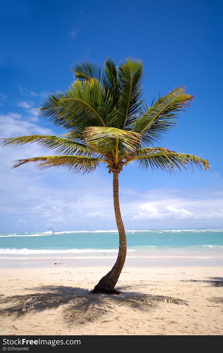 An exotic beach with a palm. In the bacground you can see the white beach and the ocean. An exotic beach with a palm. In the bacground you can see the white beach and the ocean.