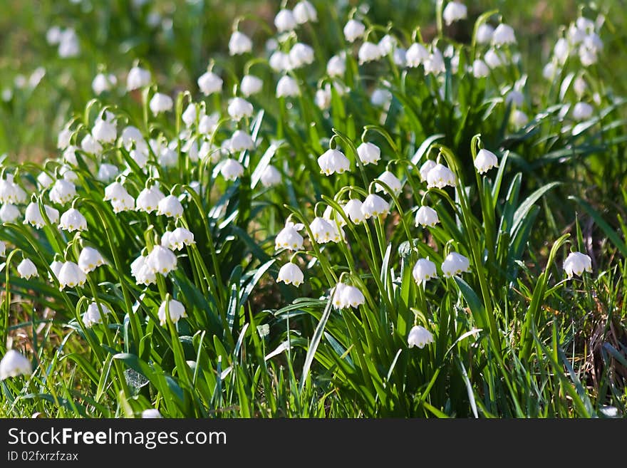 Spring Snowflake