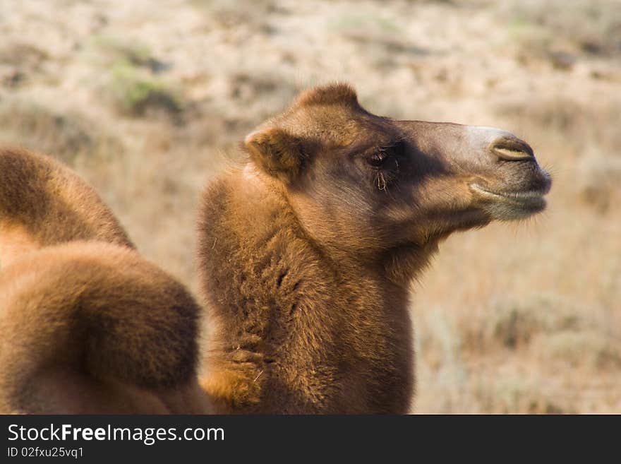 Camel sand desert dromedary safari