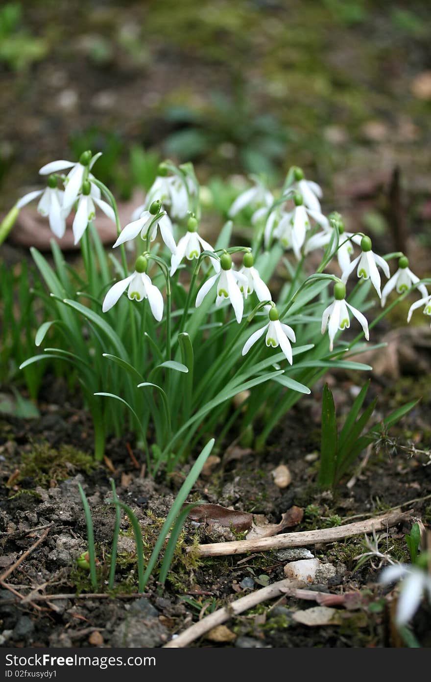 The snowdrops