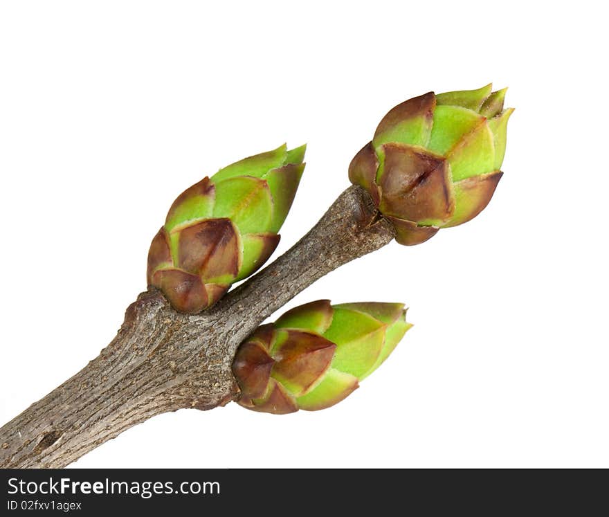 Buds of lilac isolated on white background