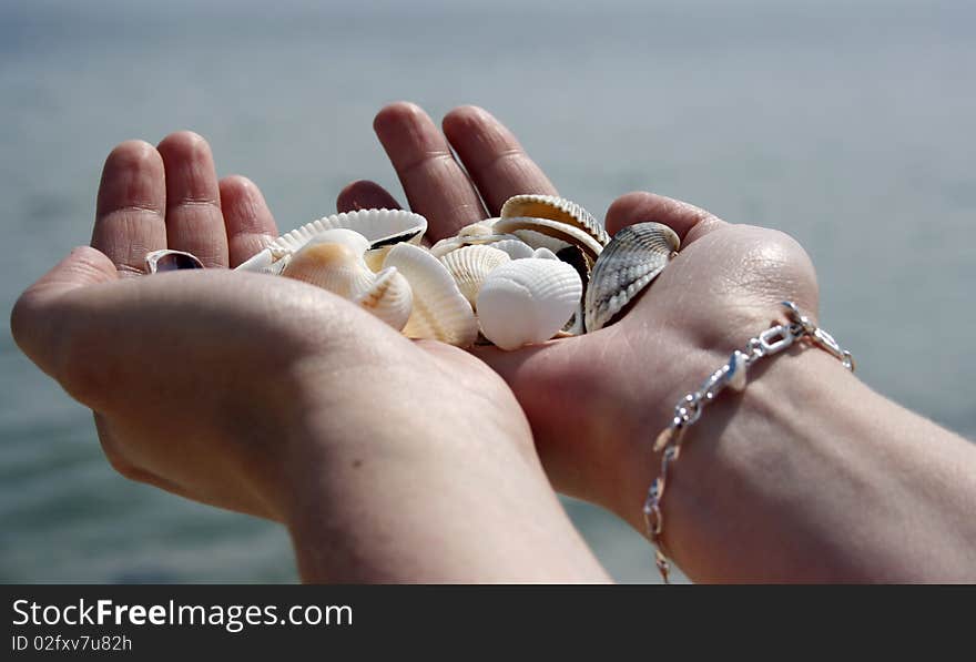 Hands holding many sea shells