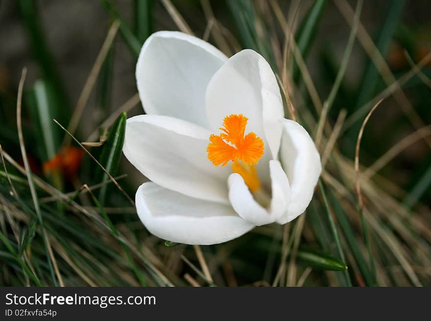 A beautiful white crocus close-up. A beautiful white crocus close-up