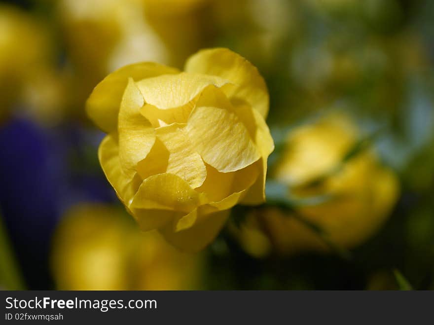 Double buttercup close up against a grass. Double buttercup close up against a grass