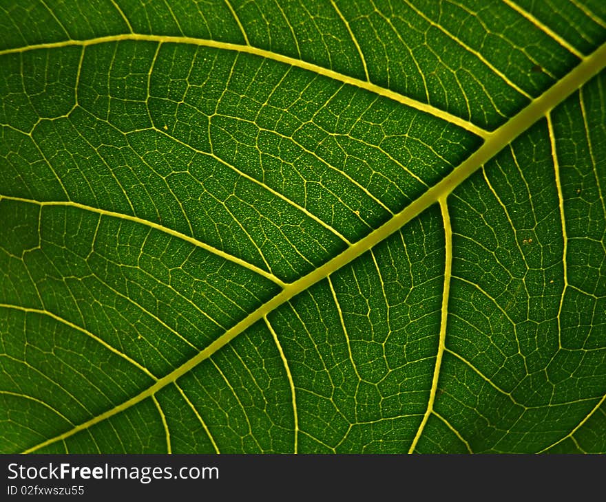 Line of leaf is art. Line of leaf is art