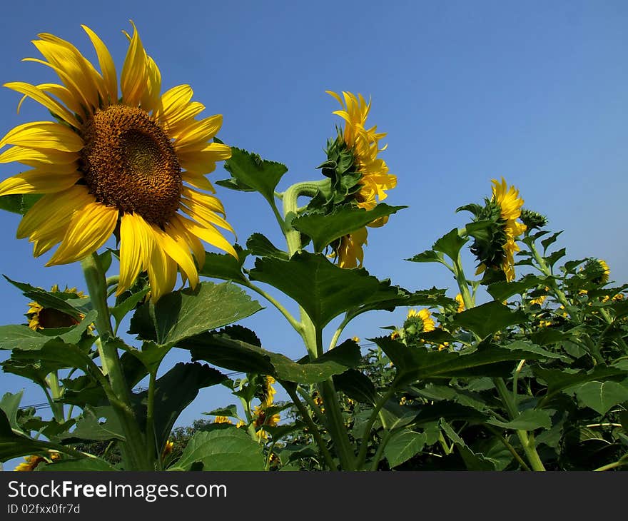 This is a little field of sunflowers backside school. This is a little field of sunflowers backside school