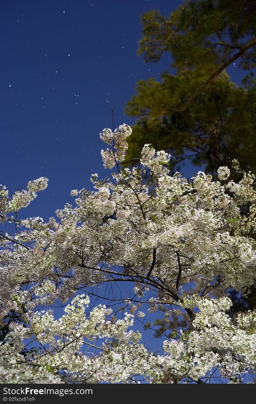 Cherry blossoms lit by moon light with star trails