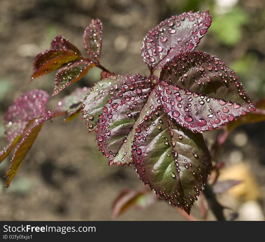 Rose leaves with water droplets. Rose leaves with water droplets