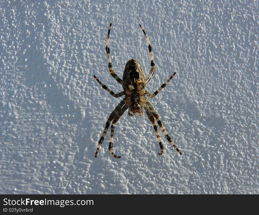 Garden Spider (Araneus diadematus)