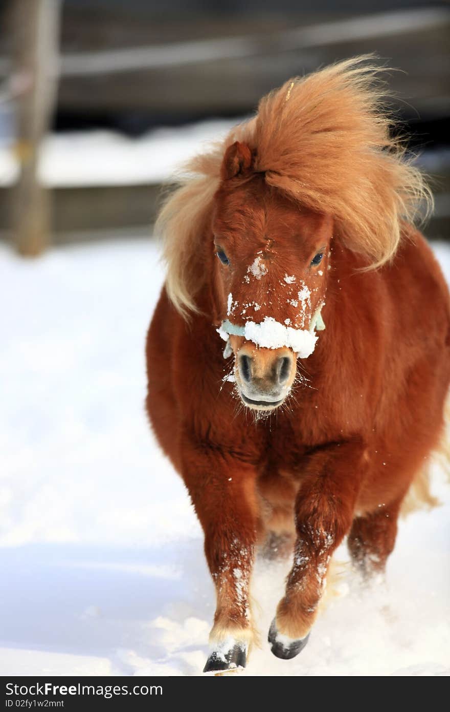 A photo of a pony in winter