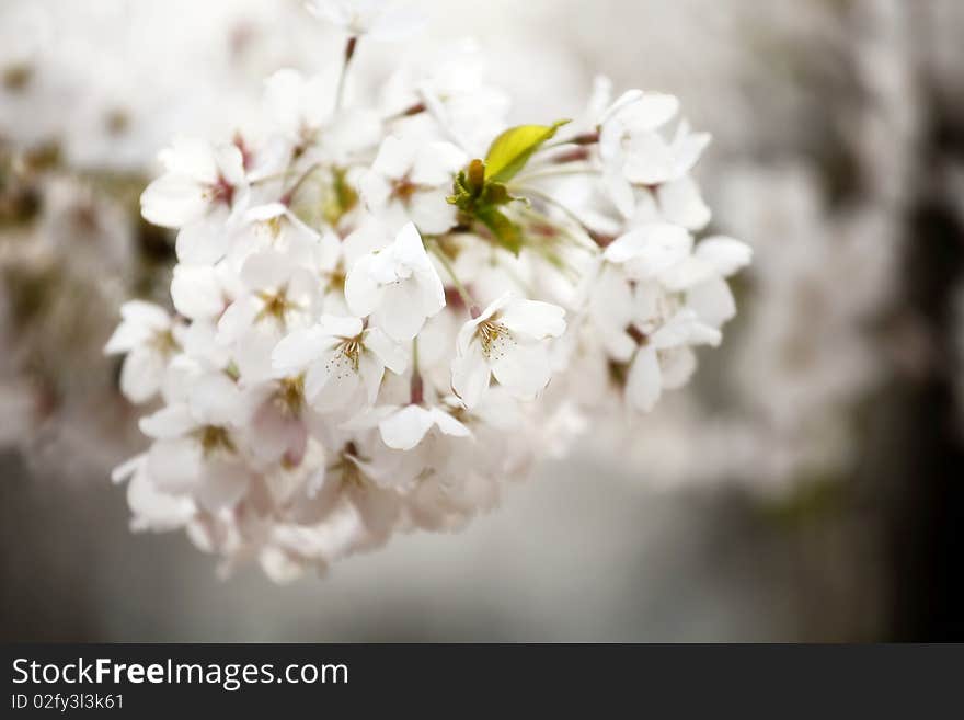 Oriental Cherry Blooming