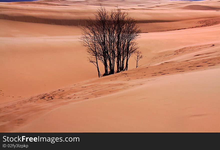 Desert landscsape