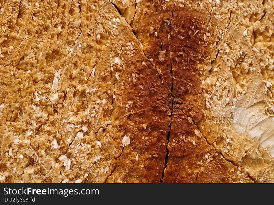 Wood circle texture close up nature background