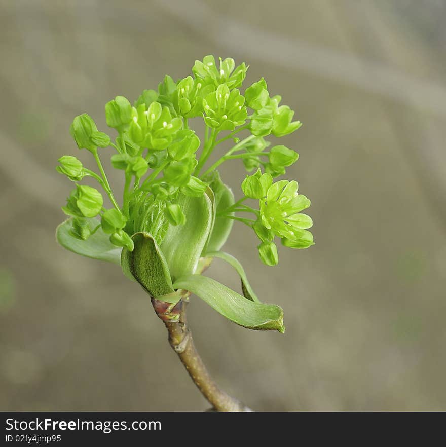 New spring leaves on the tree. New spring leaves on the tree