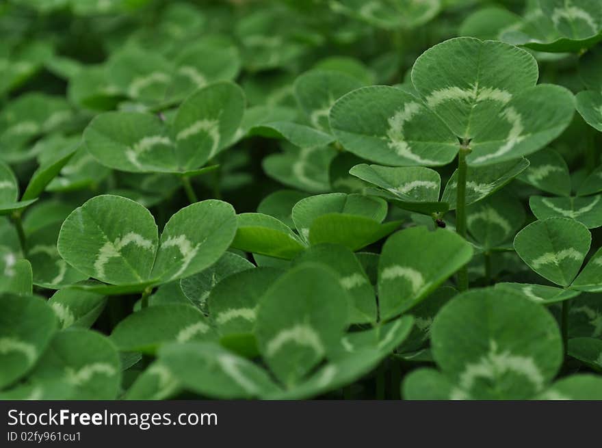 natural texture with green clovers